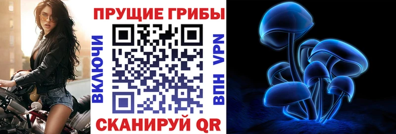 Купить закладки  Вышний Волочёк  Псилоцибиновые грибы мицелий 